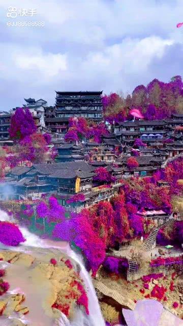 玄凤鹦鹉40天了可以离开父母了吗？游戏画面