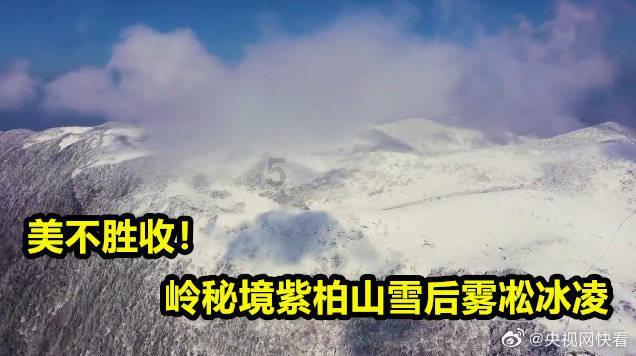 救援萌老虎